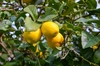 《リモンチェッロ》綺麗な湧水で育てた完熟レモンでつくりました！