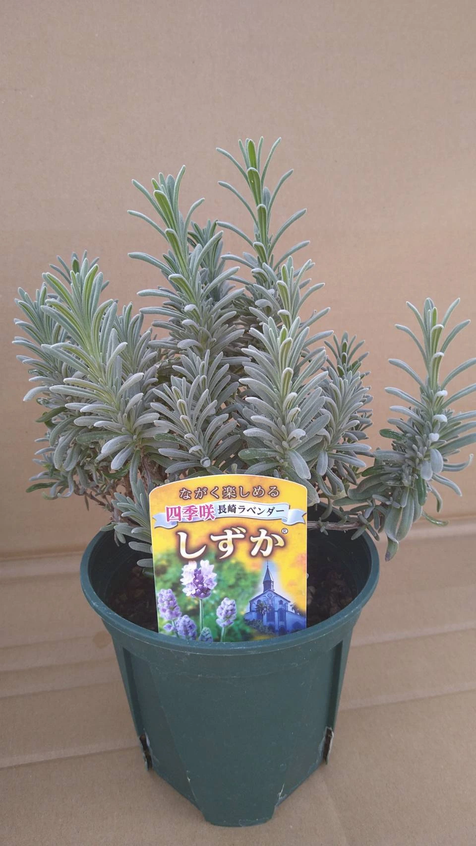長崎ラベンダー   しずか