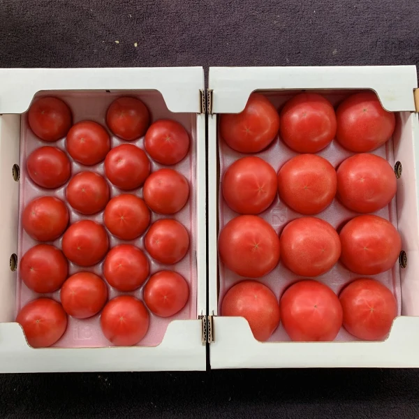 黒木園芸のフルーツトマトとフツーノトマト
