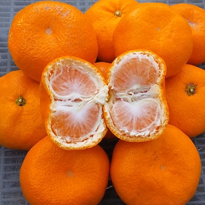 【美味しい】青島みかん（M/L混在冷蔵便）糖度12度4.5kg和歌山産