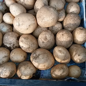 秋じゃが3kg 
