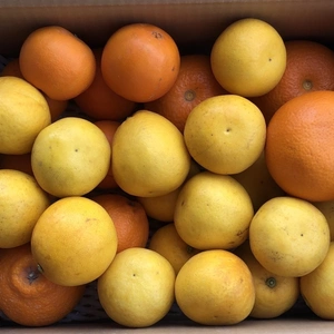 【さらに内容変更！】生搾りジュース用柑橘セット（約10kg）