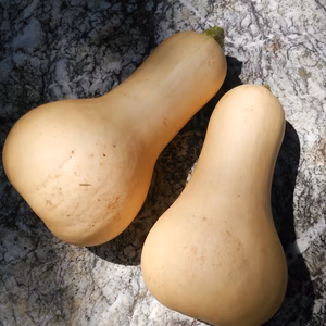 野菜通の御用達！ひょうたんかぼちゃのバターナッツ