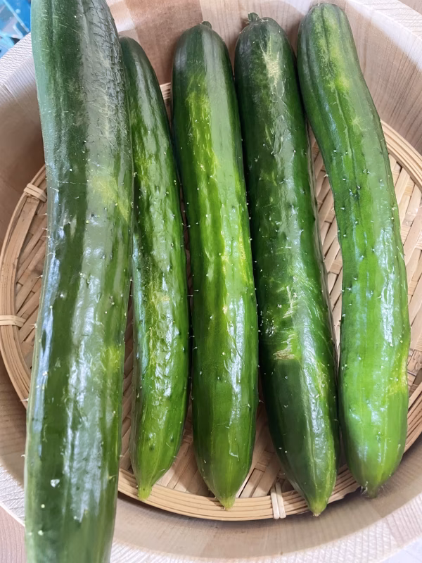 旬野菜【訳ありでお安く】採れたてを発送！訳ありきゅうり(曲がり、全体に傷ありきゅ