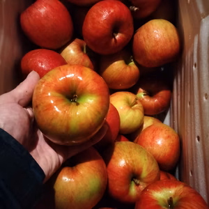 ☆化学農薬不使用☆【特別栽培・訳あり・加工向け】りんご