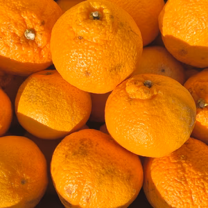 【訳ありだけど美味しさそのまま】不知火（デコ）2kg 愛媛県産