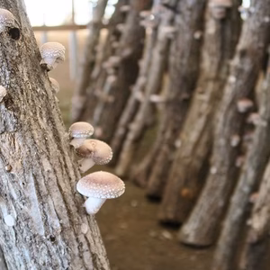 【原木栽培】ハウス物　生しいたけ
