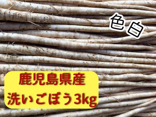 色白！鹿児島県産新鮮ごぼう⭐︎３キロ