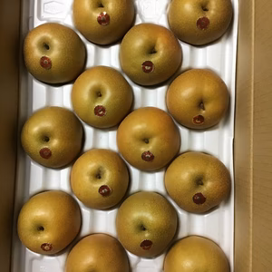 無袋栽培のような豊水梨