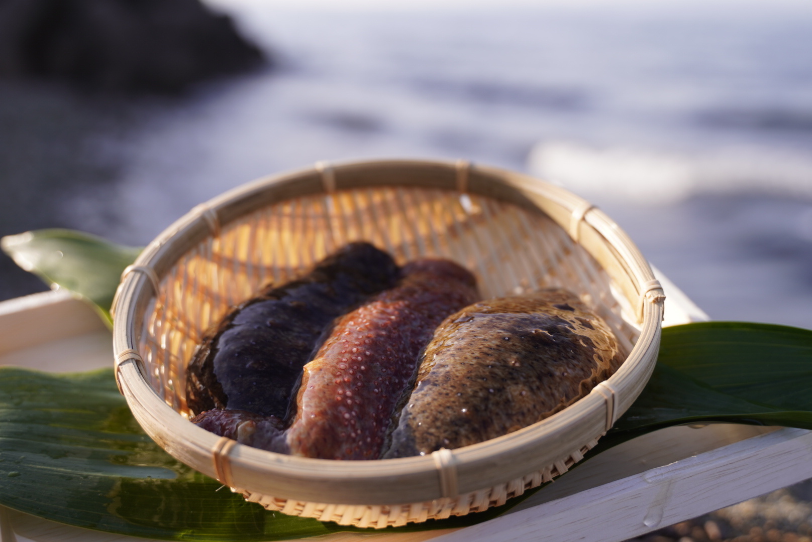 赤青ナマコ食べ比べセット 海鼠（なまこ）【大阪最南端 岬町産