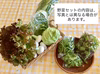 季節の野菜セット  無農薬・化学肥料“不使用”