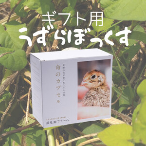 【プレゼントに！】うずらぼっくす（クール便配送）