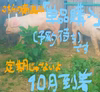 【庭先養豚のぶた肉】部位いろいろ2k+ミルキーエッグ1p