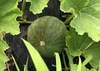 【限定販売】固定種かぼちゃの 5キロ以上セット！自然栽培・旨み野菜！無農薬栽培！