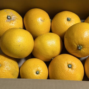 早生八朔　訳あり　5kg（箱込み）　早い者勝ち！