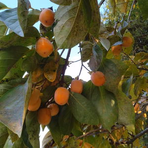 送料割引中　つるし柿　和歌山県産　箱込5Kg未満　