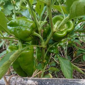 「6周年福袋」スーパーでは味わえない甘いピーマン！！