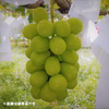 【訳あり品】シャインマスカット 長野県産 9月中旬～