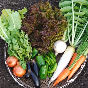 無農薬　無化学肥料のお野菜セット