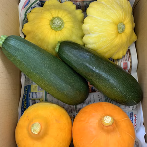 福島　高原のズッキーニ＋コリンキー