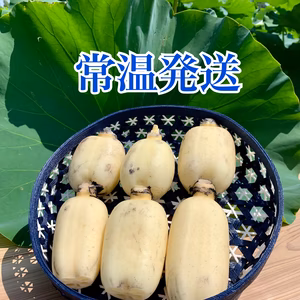 【常温】茨城県土浦市ブランド認定『市川蓮根』！！ミシュランガイド掲載店に納品！！
