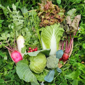 【少量サイズ♪】信州春野菜セット10品目 お試しにも！