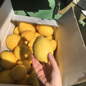 漁師の野菜果物7日もぎたて木なり完熟レモン1.5kg～畑直送新玉5本～　894～