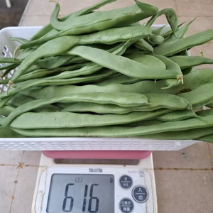 訳あり！甘くてやわらかい❣「すじなしインゲン」