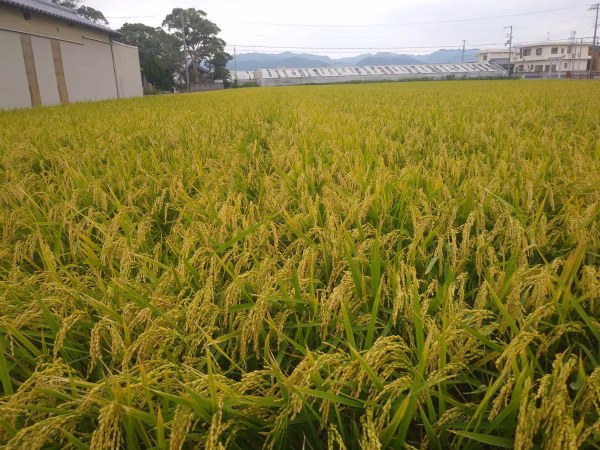 【令和7年新米】淡路島産　コシヒカリ