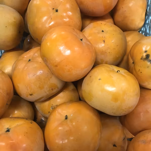希少品種‼︎ 太秋柿（自家用）甘柿