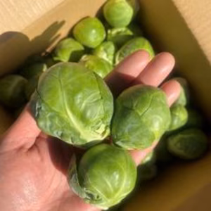 革命児！ふわ甘～芽キャベツ