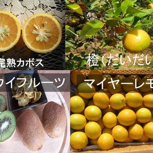 キウイフルーツと香酸柑橘詰め合わせ　全て農薬不使用