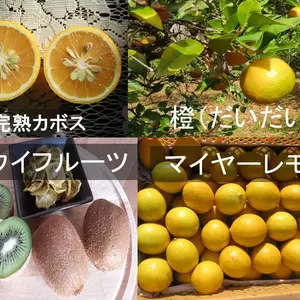 キウイフルーツと香酸柑橘詰め合わせ　全て農薬不使用