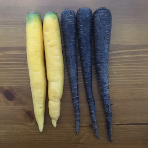 イエロー＆パープル人参（ニンジン）　2kg　＜農薬・化学肥料不使用＞