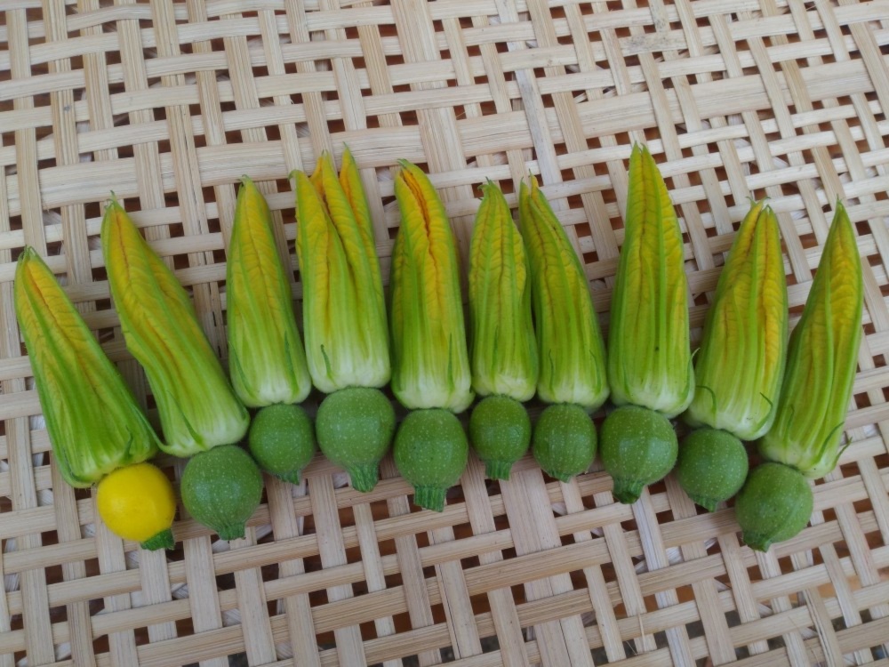 丸い雌花の花ズッキーニ 農家漁師から産地直送の通販 ポケットマルシェ