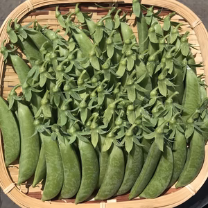 露地栽培　スナップえんどう（500g〜）
