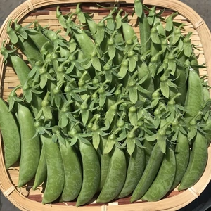 露地栽培　スナップえんどう（500g×1袋〜8袋）