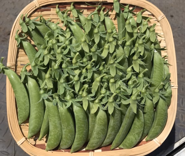 【クール発送】露地栽培　スナップえんどう　（500g〜）