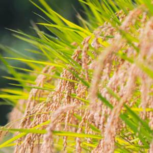 天日干し米「にこまる」（栽培期間中農薬不使用）