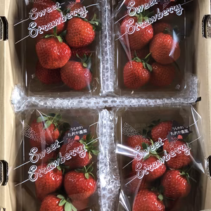 北海道産夏イチゴ大玉(すずあかね、完熟)期間限定価格当日収穫した物を発送