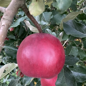 【貯蔵障害大量発生中】【スマートフレッシュ処理済み】紅玉