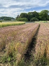 無農薬・無肥料栽培　希少種　紫もち麦「ダイシモチ」1kg