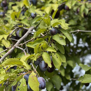 訳ありプルーンバラ詰め　1.8kg