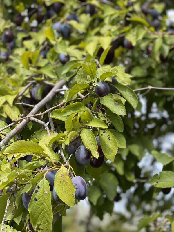 訳ありプルーンバラ詰め　1.8kg