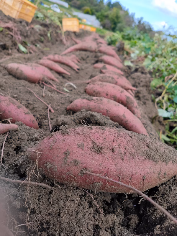 しっとりなめらかシルクスイート[栽培期間中農薬化学肥料不使用]