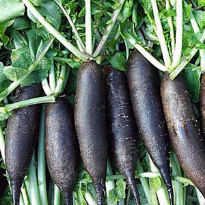 紀元前から病人に食べさせてきたスーパーフード　”黒ダイコン”