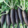 紀元前から病人に食べさせてきたスーパーフード　”黒ダイコン”