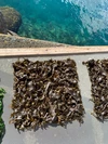 超貴重！　天然物　熱海産はばのり２枚入　海藻　はんば　海苔　はば