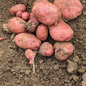 ジャガイモ　～　畑で完熟させた　レッドムーン