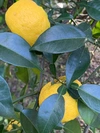 無農薬ゆず1kg柚子【農薬・化学肥料・消毒・除草剤すべて不使用・自然栽培】